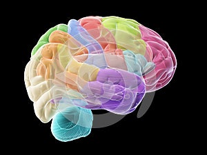 The sections of the human brain photo