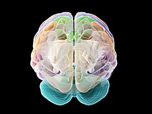 The sections of the human brain