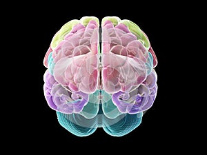 the sections of the human brain