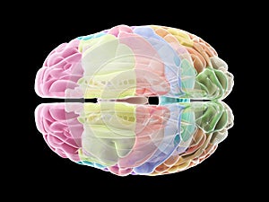 The sections of the human brain