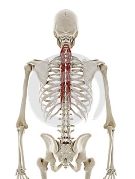 The semispinalis thoracis