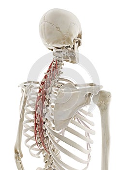 The semispinalis thoracis