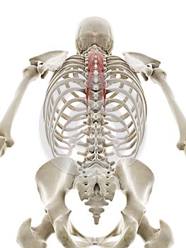 The semispinalis thoracis