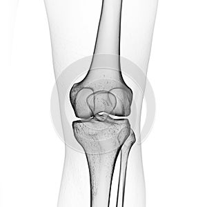 the skeletal knee