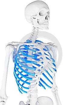 The skeletal thorax
