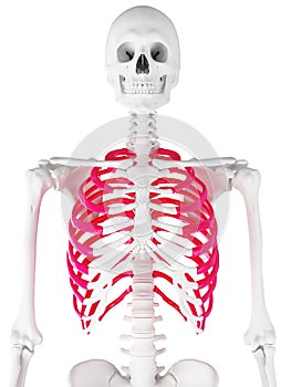 The skeletal thorax