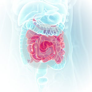 The small intestine photo