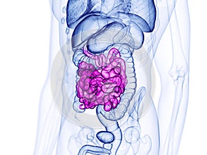 the small intestine photo