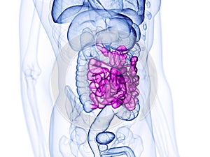 the small intestine photo