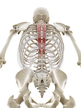 The spinalis thoracis