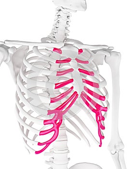 The sternal cartilage photo