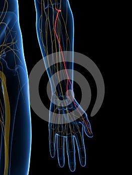 The Superficial Branch Radial Nerve photo