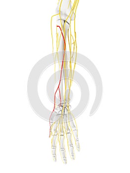 The Superficial Branch Radial Nerve photo