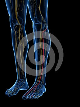 The Superficial Peroneal Nerve photo