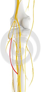 The sural communicating branch