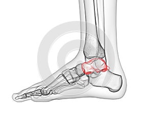 The talus bone