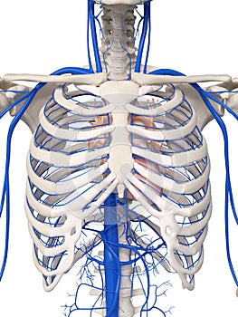 The thorax veins