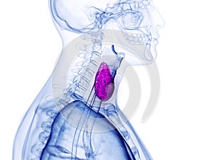 the thyroid gland photo