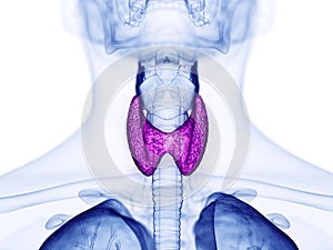 The thyroid gland