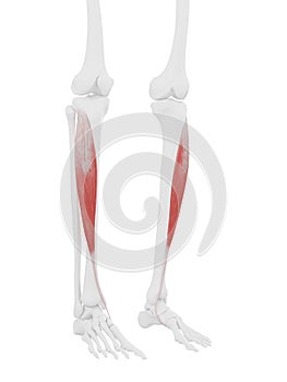 The Tibialis Anterior