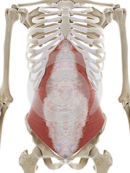 The transversus abdominis