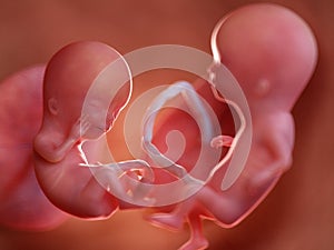 Twin fetuses - week 12