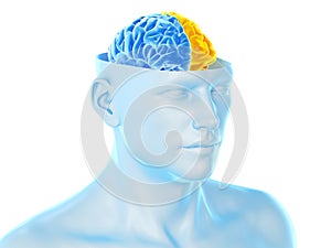 The two brain hemispheres