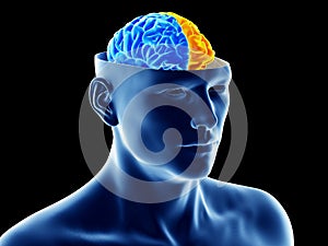 The two brain hemispheres