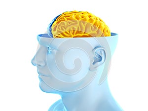 the two brain hemispheres