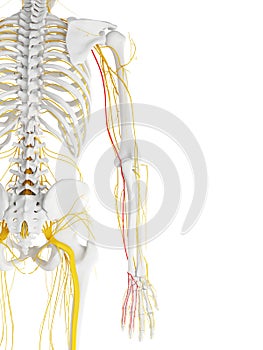 The ulnar nerve photo