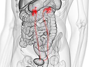 The ureters photo