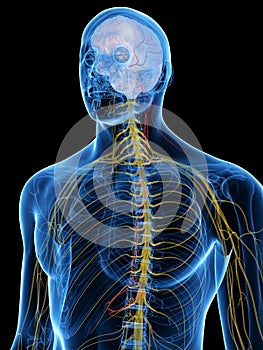 The Vagus Nerve photo