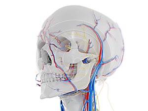 The vascular and nervous anatomy of the head photo
