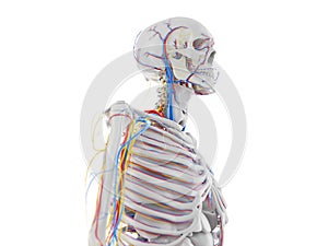 The vascular and nervous anatomy of the head photo