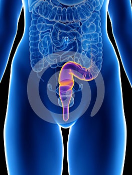 A womans rectum photo
