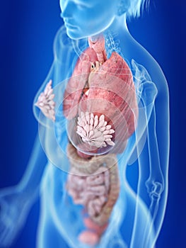 A womans thorax anatomy