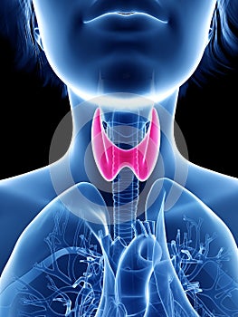 A womans thyroid gland