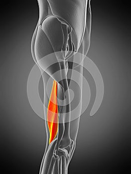 Anatomy illustration - semimembranosus photo