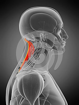 Semispinalis capitis