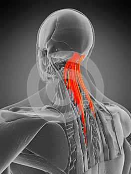 Semispinalis capitis
