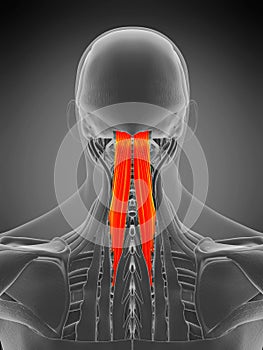Semispinalis capitis