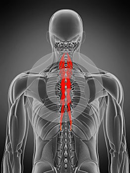 Semispinalis thoracis