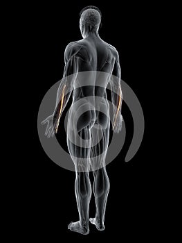 the extensor digiti minimi