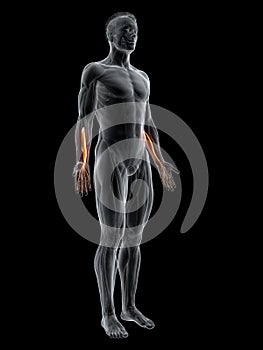 The flexor digitorum profundus