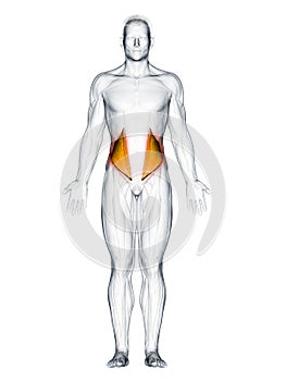 The internal oblique
