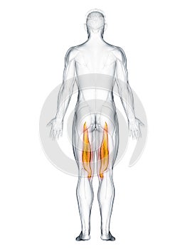 The semimembranosus photo