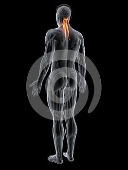 The semispinalis capitis