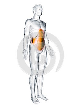 The transversus abdominis