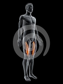 The vastus intermedius