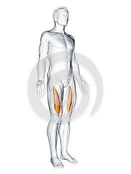 the vastus intermedius